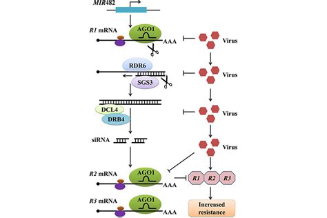 Image result for Gene Expression Control Plant Cells microRNA