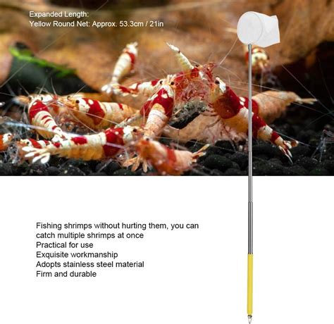 Buy Small Aquarium Fish Net Telescopic Pole Fish Shrimp Catch Nets ...