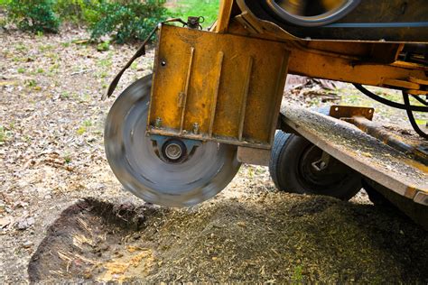 DIY or professional tree stump removals - what's best?