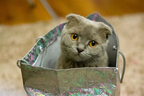 Kitten in a bag image - Free stock photo - Public Domain photo - CC0 Images