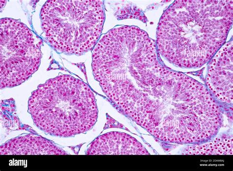 Human testis, light micrograph Stock Photo - Alamy
