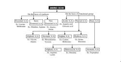 Important Flow Charts: Biomolecules - NEET PDF Download