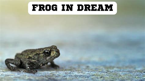 How Do Dream Analysts Interpret The Symbolism Of A Frog In Dream?