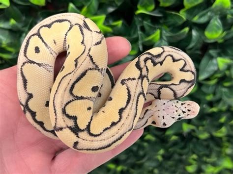 Image result for Ghost Clown Ball Python