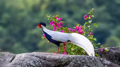 Photos Chine : un faisan argenté dans une réserve naturelle nationale ...