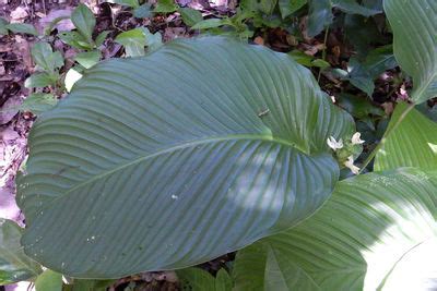 Goeppertia Nees | Plants of the World Online | Kew Science
