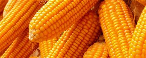 1、玉米品种怎么选 大豆玉米带状复合种植技术系列小视频