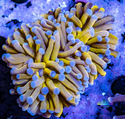 Buy Stunning 24K Blue Tip Gold Torch Coral for Sale - Hand-Selected and ...