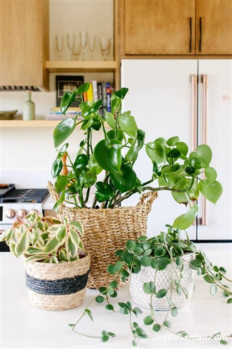 Peperomia Plant Care: Answers To Your Questions