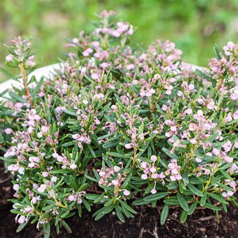 The 5 best low-growing evergreen shrubs for your garden | Ideal Home