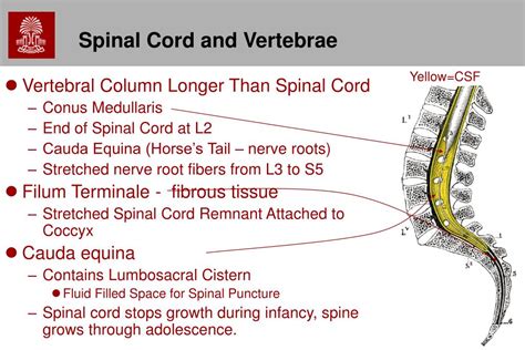 Image result for horsetail and nerve damage