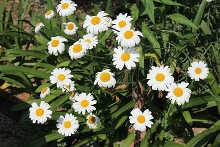 INNOSHIMA FLOWER CENTER - All You Need to Know BEFORE You Go 2026 (with ...