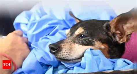 'When my dog needed pacemaker, cost was last thing in my mind' | India ...