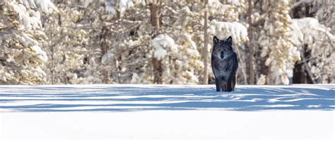 Download wallpaper 2560x1080 wolf, winter, forest, snow, shadow ...