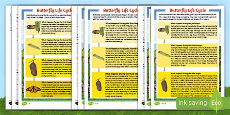Butterfly Life Cycle Differentiated Reading Comprehension Activity