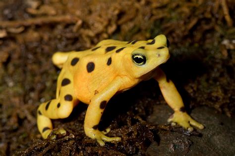 Panamanian Golden Frog Facts and Pictures