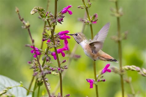 Hummingbirds - Birds Connect Seattle