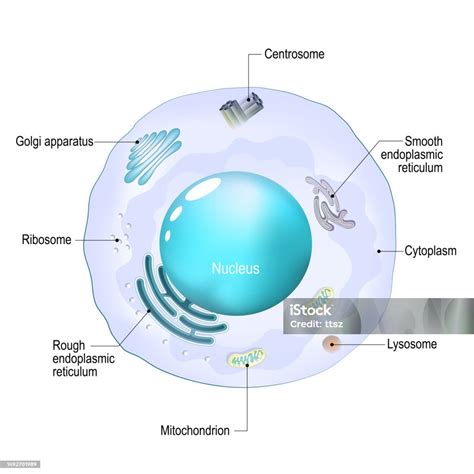 Cellular Structure 的图像结果