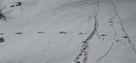 Twitter Reacts To Indian Armys Tweet On Finding Footprints Of Yeti