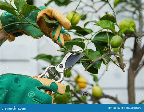 Image result for Lemon Tree Pruning