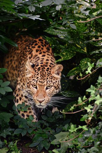 捷豹 （美洲虎），关在笼子里的猫，透过铁窗摄影 — 图库照片©MirekKijewski＃35729399