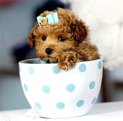 Image result for Teacup Cockapoo