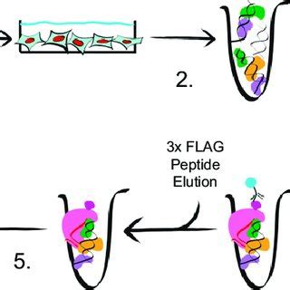 Image result for Clasp Method