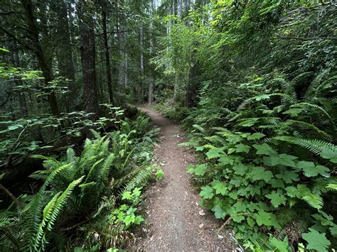Hiking the Oregon Redwoods Trail on the Oregon Coast — noahawaii