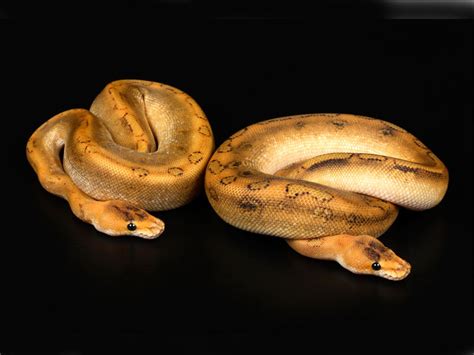 Morph List - World of Ball Pythons