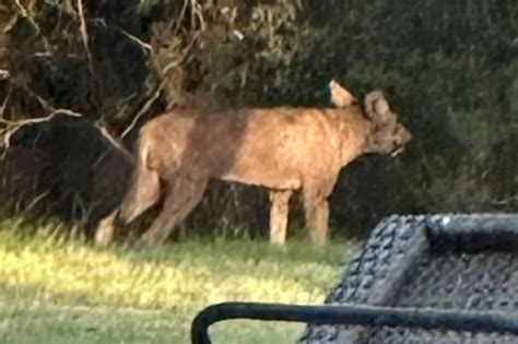 Mystery 4-legged creature lurking in Texas backyard baffles residents ...