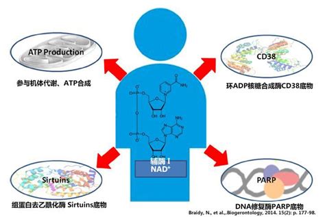 NMN是怎样发挥抗衰老功效的_互联网_艾瑞网