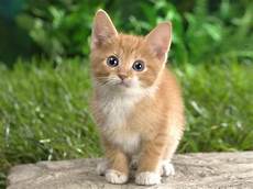 Beautiful Cat Backgrounds by All Wallpapers Beautiful Cats Hd Wallpapers Beautiful Cat Backgrounds