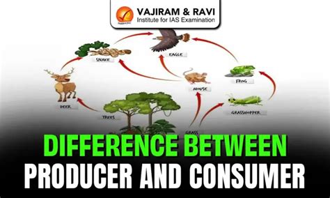 Difference Between Producer and Consumer, Meaning, Trophic Level