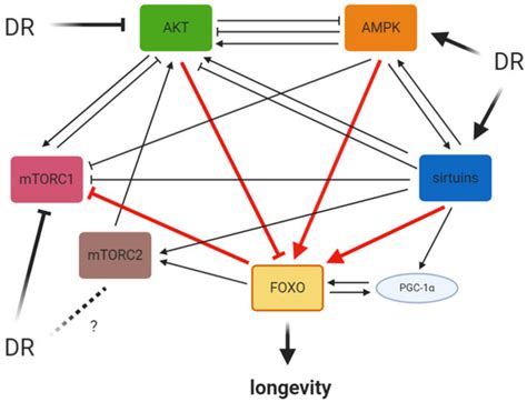 Signaling Network of Forkhead Family of Transcription Factors (FOXO) in ...