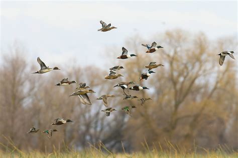 Ducks in flight at San Luis Refuge | FWS.gov