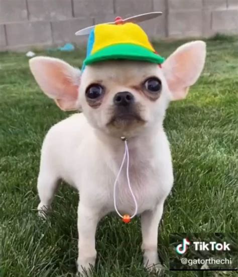 Beanie Hat / Propeller Helicopter Hat for Cat Dog Small Pet Hedgehog ...