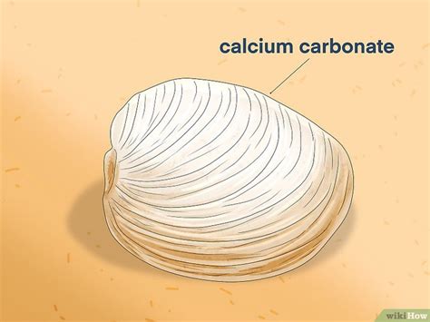 Image result for How Do Shellfish Reproduce