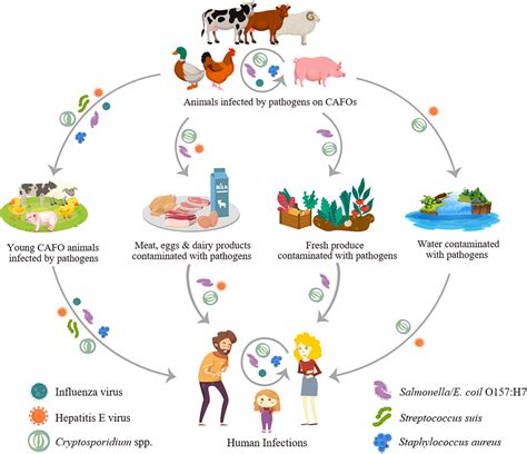 Frontiers | Association of Common Zoonotic Pathogens With Concentrated Animal Feeding Operations