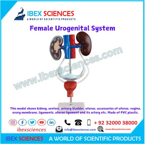 Image result for Making Female Reproductive Organ Model