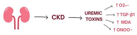 New Insights into Molecular Mechanisms of Chronic Kidney Disease