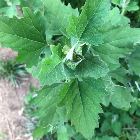 No 1 edible weed - fat hen - Canberra Permaculture Design