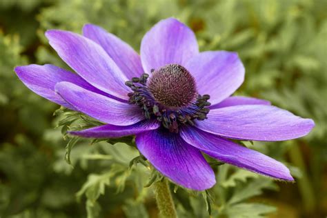Angiosperms Plants