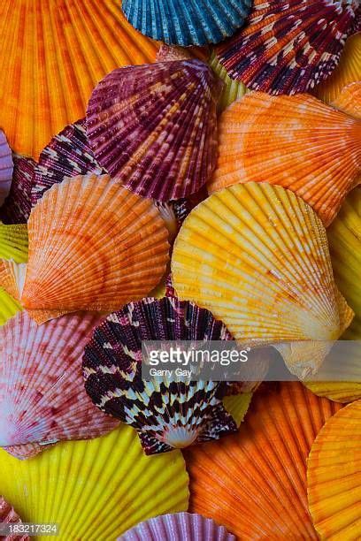 Image result for Most Colorful Sea Shell