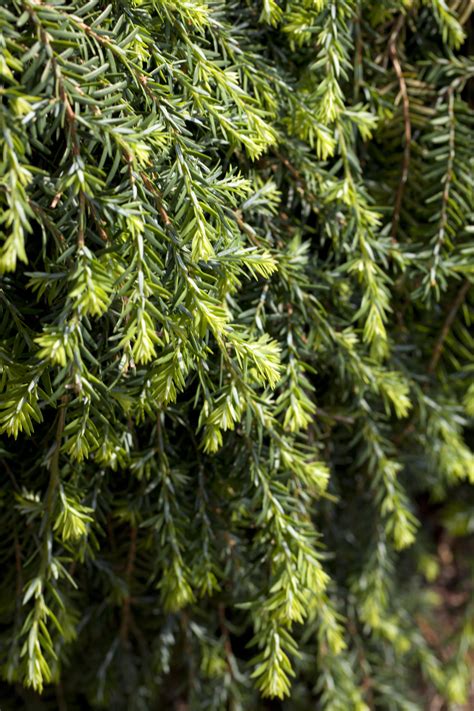 Krybende hemlock, Tsuga canadensis 'Cole's Prostrate', 5 liter potte ...