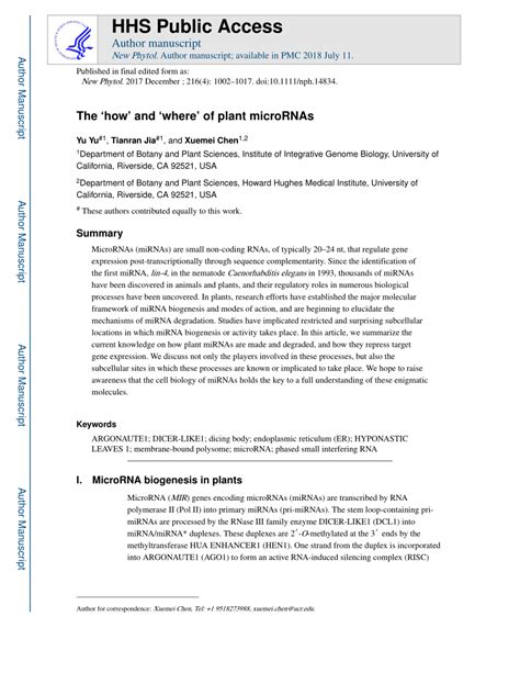 Image result for Gene Expression Control Plant Cells microRNA