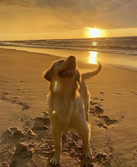 Golden Retriever at Sunset