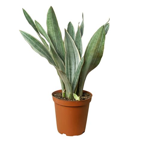 Snake Plant 'Sayuri' – Mickey Hargitay Plants
