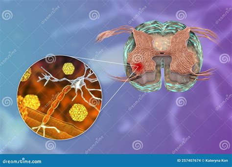 Anterior Horn Of Spinal Cord. Stock Image | CartoonDealer.com #216454843