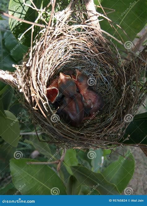 Baby nightingale stock photo. Image of nest, bulbul, kids - 95765824