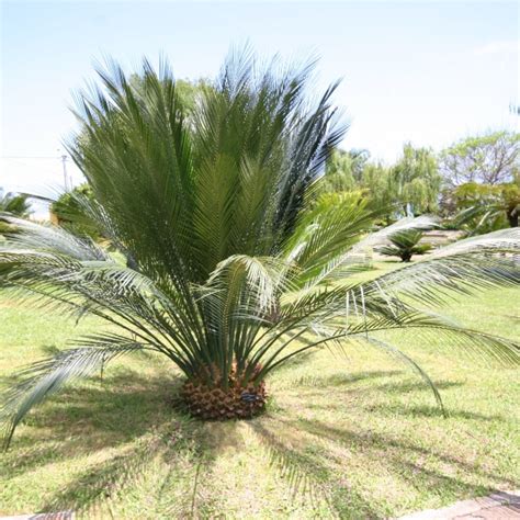 Macrozamia communis